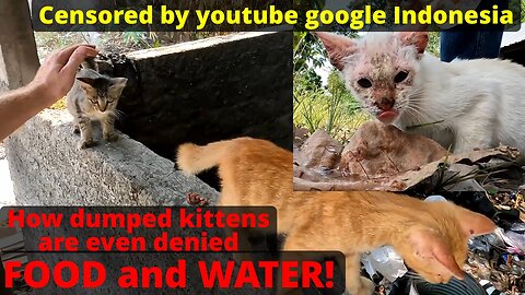 Abandoned kittens and cats even denied WATER and FOOD!