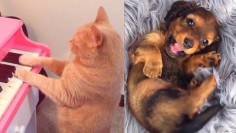 Funny Dogs And Cats Videos 😂 Funniest Cats and Dogs 😸🐶