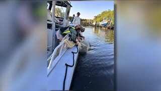 Manatee rescued