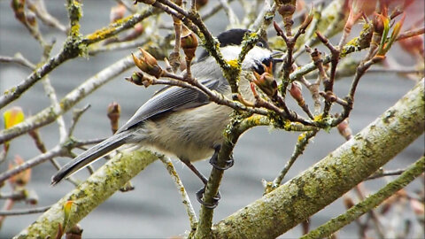 Black Capped Chickadee