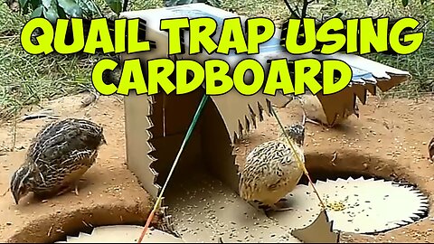 quail trap using cardboard