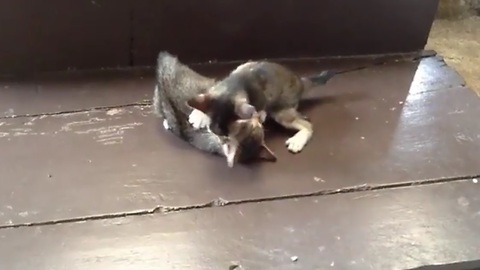 This adorable kitten fight will melt your heart