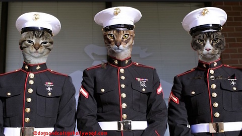 Cat Marines