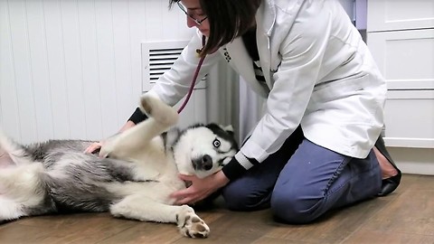 Adorable 3 years old Siberian Husky Max visits Doctor's Office