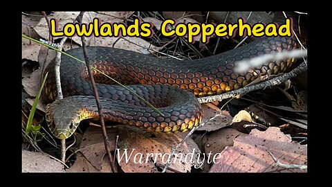 Lowlands Copperhead Snake (Warrandyte, Victoria, Australia)
