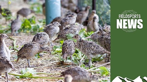 DEFRA muddle over gamebird release – Fieldsports News, 31 May 2023