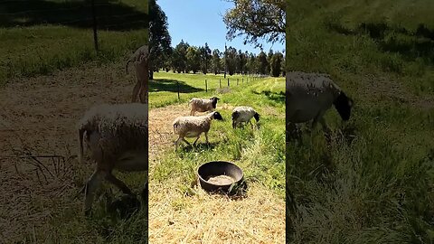 Summer Is Here #shorts #summer #sheep