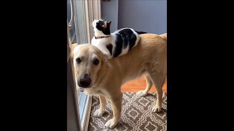 Dog and cat lovely playing ❤❤