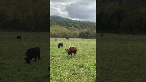 ￼ Our kind of neighbors, Black Angus #prepperboss