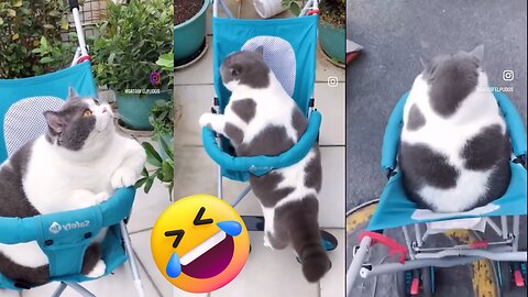 Funny cat goes for a walk