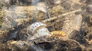 Dairy Cow Isopods