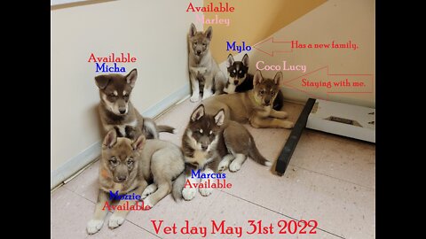 Mona & Rhett's puppy vet visit 05312022