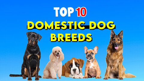 Top 10 domestic dog breeds