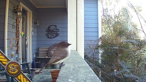 Eastern Phoebe nested above my door, caught on my trailcam