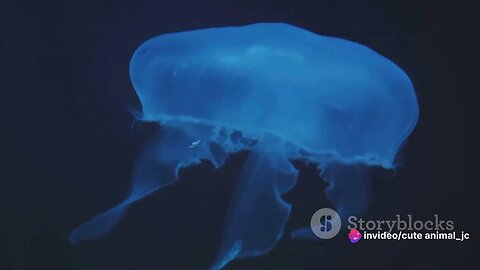 Forgotten Ocean Creatures: Deep-Sea Oddities