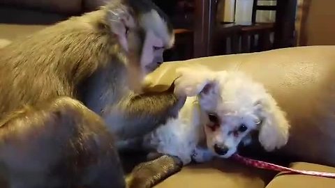 Capuchin monkey meets miniature poodle puppy