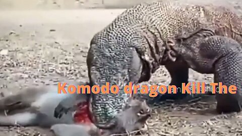 komodo dragon eating monkey | komodo dragon hunting | komodo dragon 2021 | dragon vs
