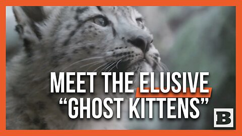 Meet the Adorable "Ghost Kittens": Snow Leopard Cubs Make Bronx Zoo Debut