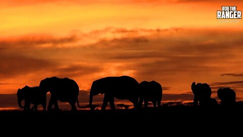 Dawn In Kenya's Maasai Mara | Featuring: Elephants! | Zebra Plains
