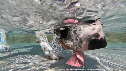 GoPro 9 Black Underwater View Of Great Dane Drinking