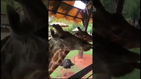 Giraffe 🦒 food | Safari | Zoo | travel