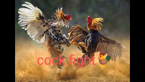 Blood Sport: The Controversy of Cock Fighting