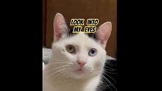 Hypnotized Cat #cat #catlover #funny