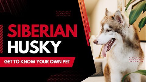 The Siberian Husky Chronicles:Exploring the World with Our Furry Friends