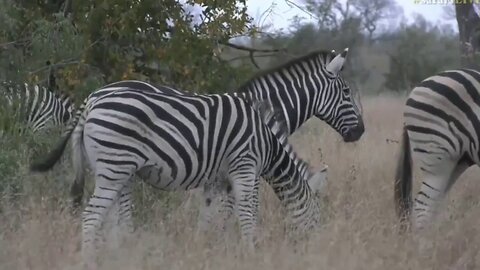 June 21, 2017- Sunrise- The Haunting Call from a Female Zebra who is distressed.