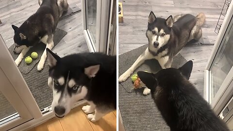 Husky Tries To Trade Toy For Ball, Ends Up Failing