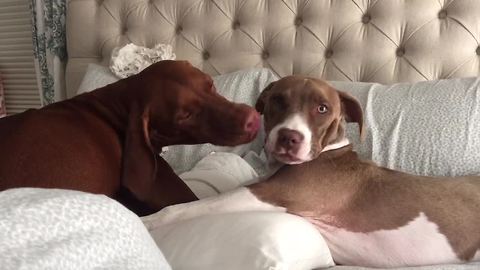 Overly-attached dog won't stop giving kisses