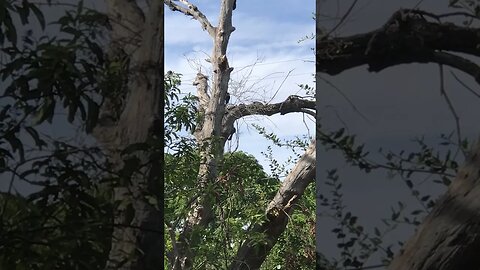 Woodpecker Rainbow Ca on California Oak