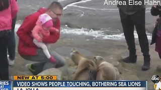 Video shows people touching, bothering sea lions