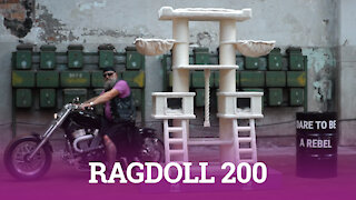 Petrebels - Ragdoll 200 - For real Rebels