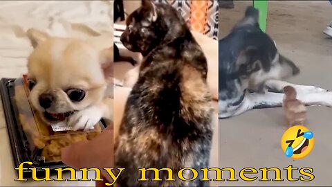 Fur-tastic Funnies: Cats and Dogs Unleash Comedy Chaos!