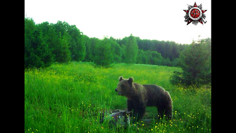Bear Cam | Warrior Bear With Only One Eye