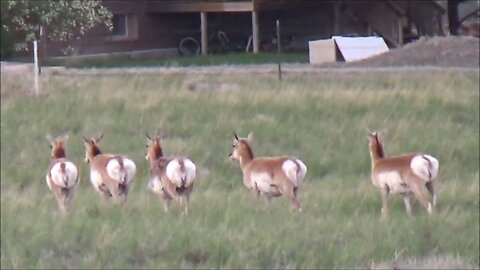 Pronghorn 'antelope' May 21, 2023