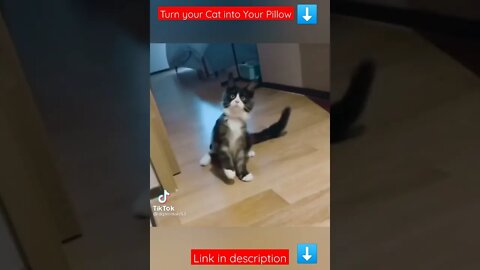 Tiktok Funny Viral Cat Video - Cat Funny Reaction Video 😂