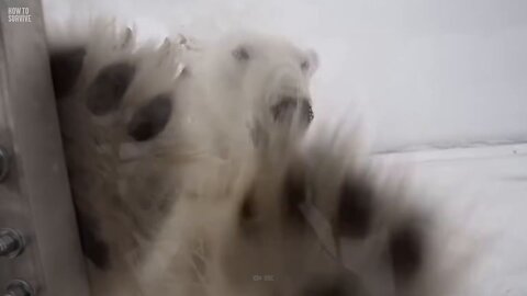 How to Survive a Polar Bear Attack