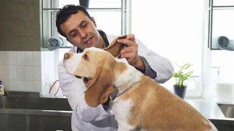 Mature handsome Hispanic male professional vet smiling examining ears of an adorable Beagle canine