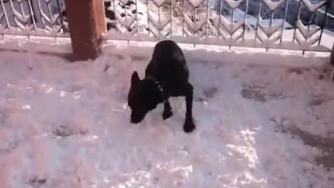 Dog Mesmerized By Snow Doesn’t Know What To Do About It