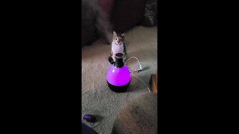 Kitten Totally Fascinated By Vapor Mist Machine