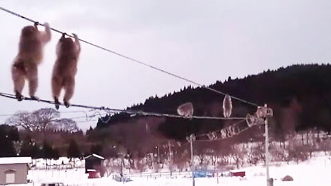 troupe of daredevil monkeys strolling along cables above snow-covered ground