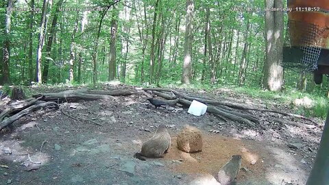 Mom and baby groundhog 6/1/22