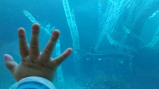 Aquarium and baby hand ✋