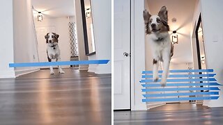 Dog Attempts Jumping Challenge With Owner