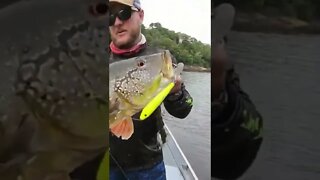 pescaria de tucunaré peacock bass fishing