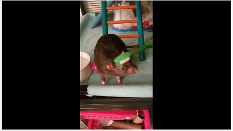 Pet Rat Really Loves To Be Pampered