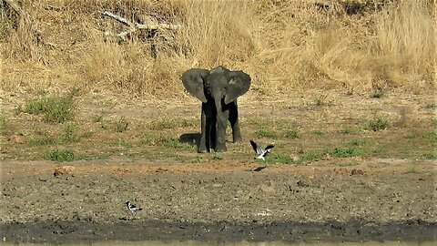 Baby Elephant Attempts To Scare Away Little Bird