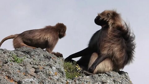 Ultimate Gelada Collection